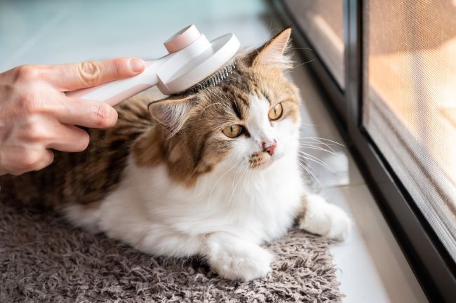 Cara merawat kucing