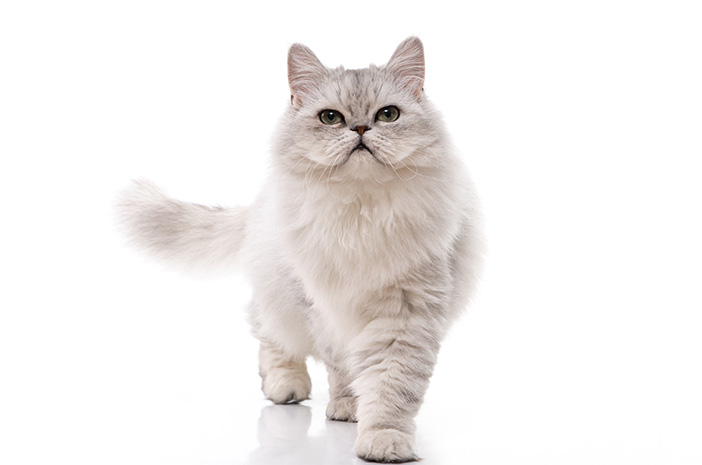 Jenis kucing populer