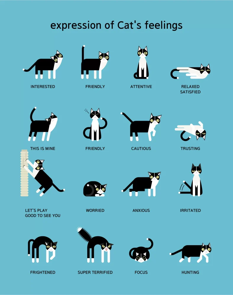 bahasa tubuh kucing