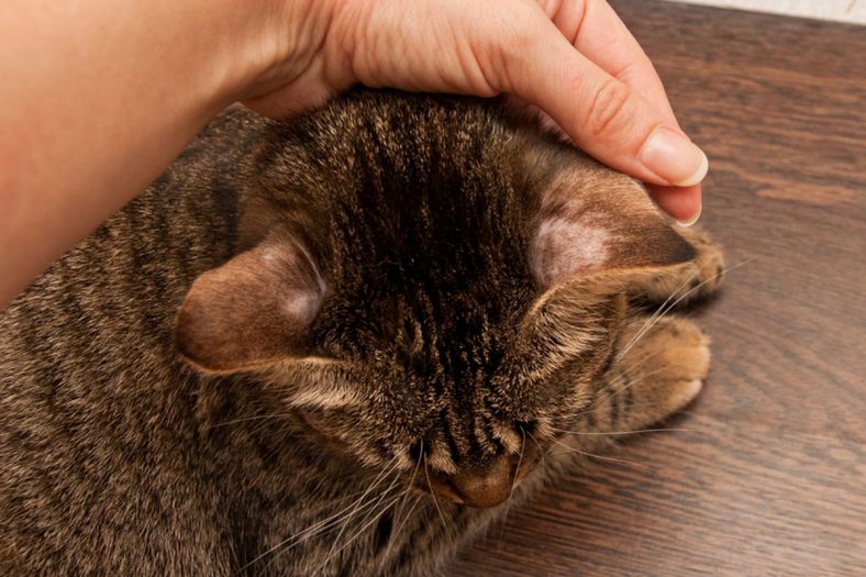 bulu kucing rontok berlebihan