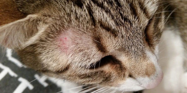penyakit kucing