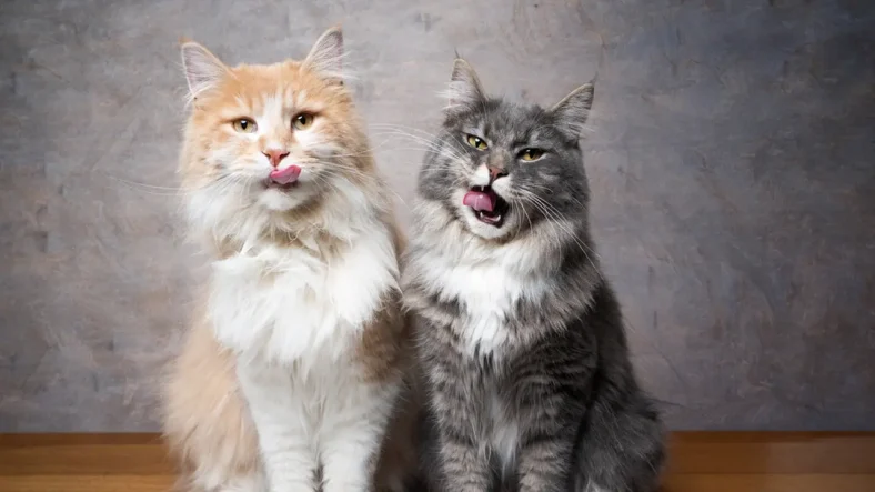 perbedaan kucing anggora persia dan maine coon