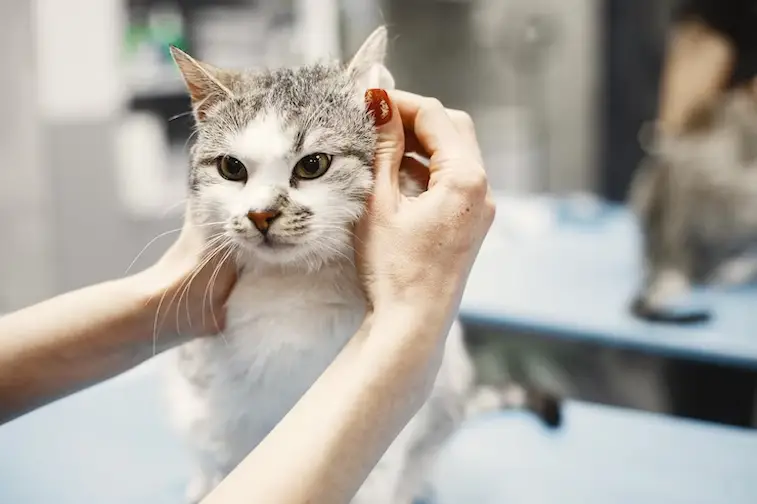 tips membersihkan kucing tanpa mandi
