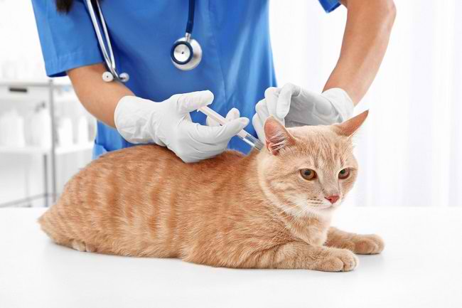 vaksin kucing