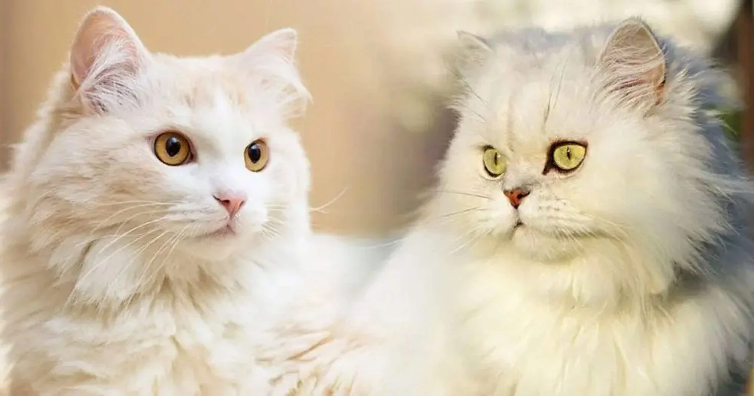 Perbedaan Karakter Kucing Maine Coon dan Ragdoll untuk Pemula