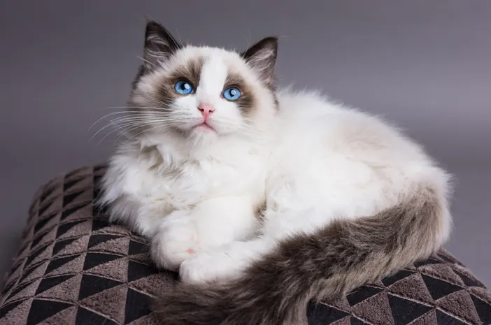 Kucing Ragdoll
