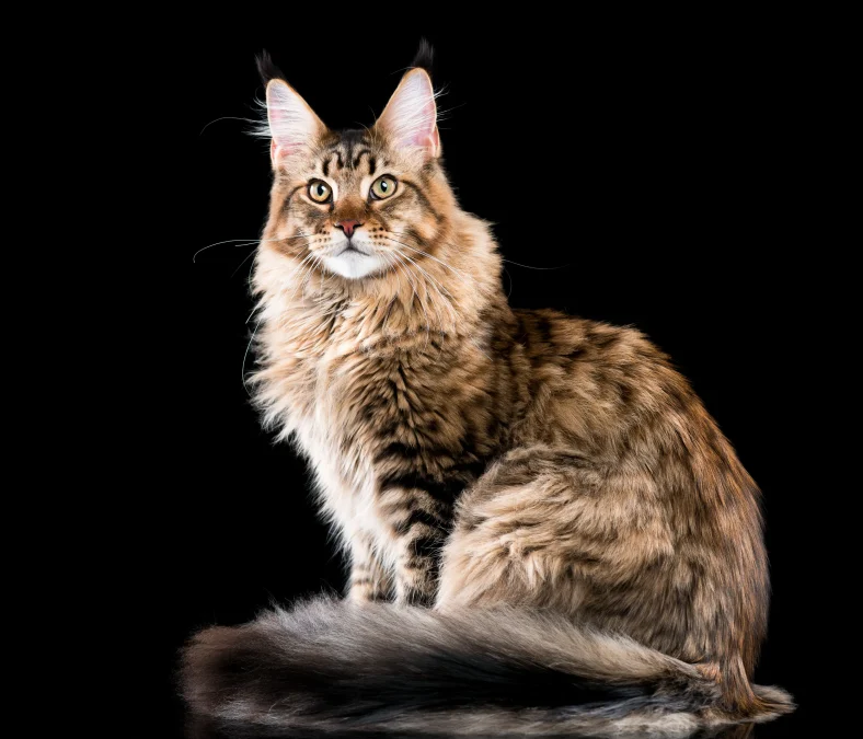 Kucing Maine Coon