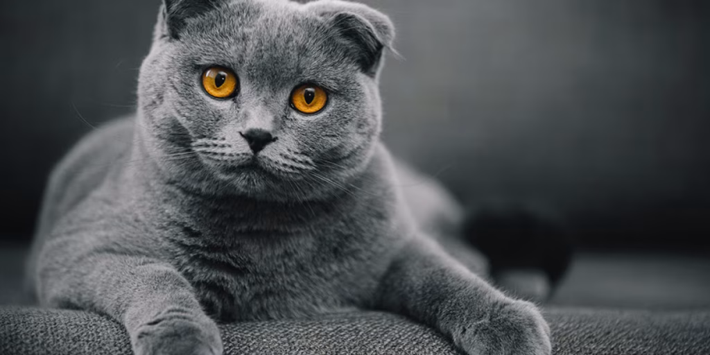 Kucing Scottish Fold