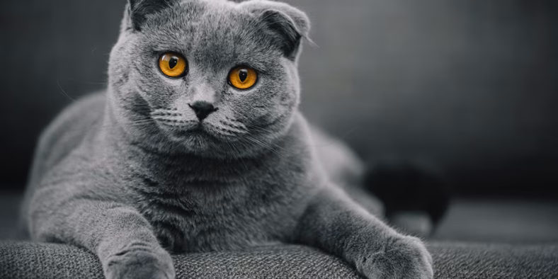 Kucing Scottish Fold